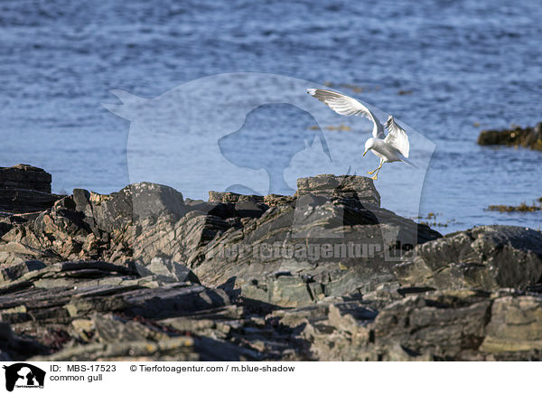 Sturmmwe / common gull / MBS-17523