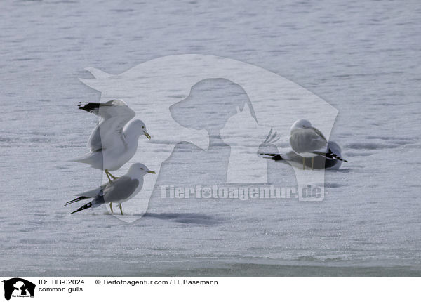 common gulls / HB-02024