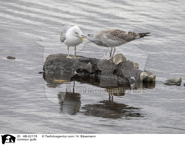 common gulls / HB-02178