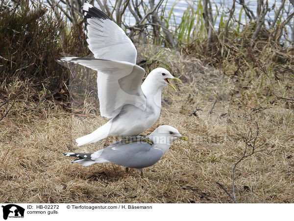 common gulls / HB-02272