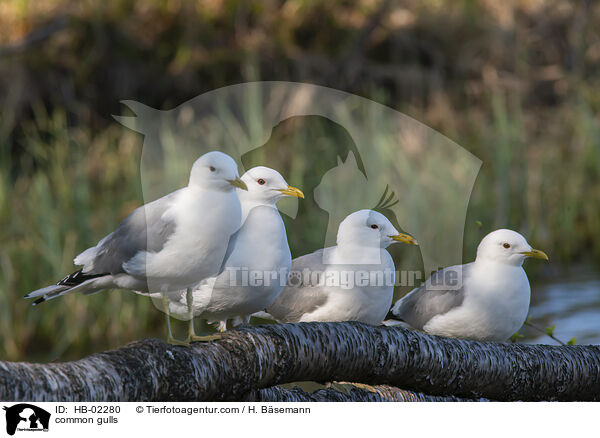 Sturmmwen / common gulls / HB-02280