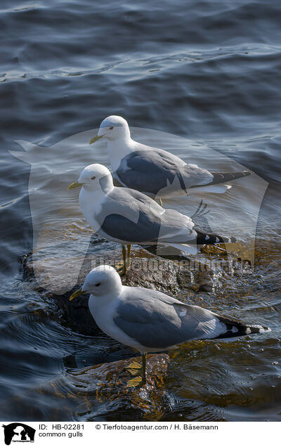 common gulls / HB-02281