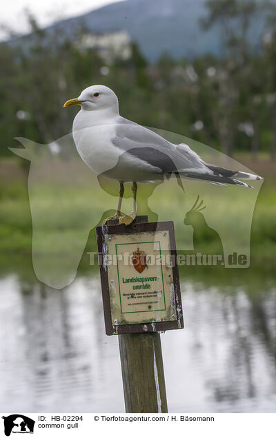 common gull / HB-02294