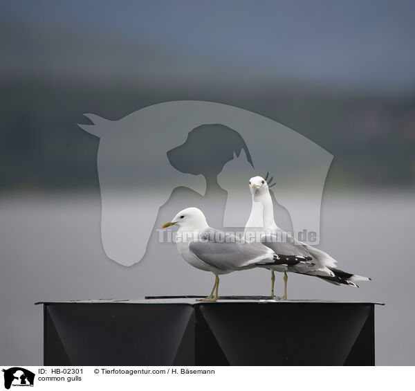 Sturmmwen / common gulls / HB-02301