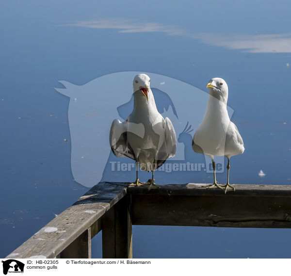 common gulls / HB-02305