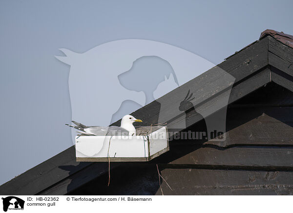 Sturmmwe / common gull / HB-02362