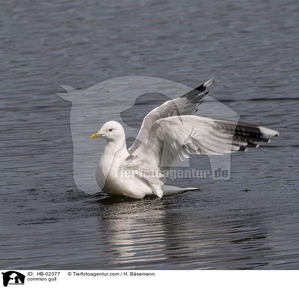 Sturmmwe / common gull / HB-02377