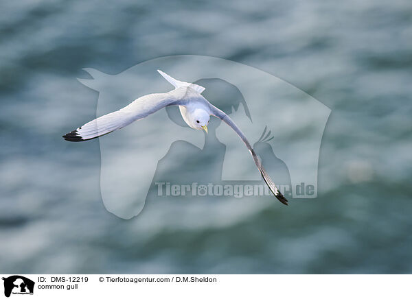 Sturmmwe / common gull / DMS-12219