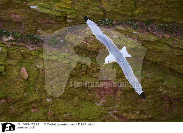 Sturmmwe / common gull / DMS-12221