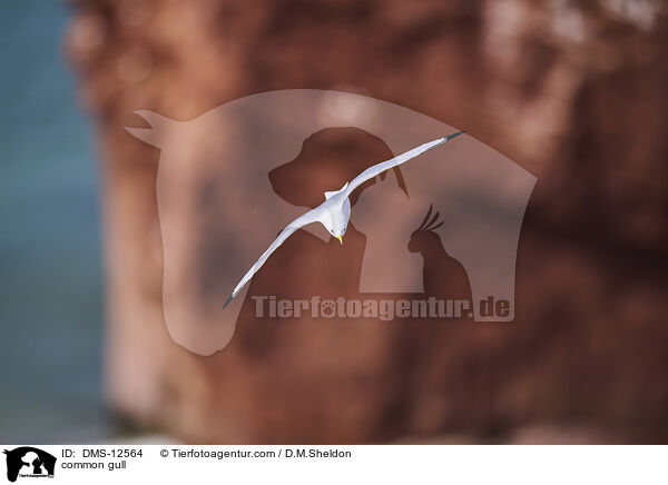 Sturmmwe / common gull / DMS-12564
