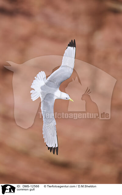 Sturmmwe / common gull / DMS-12566