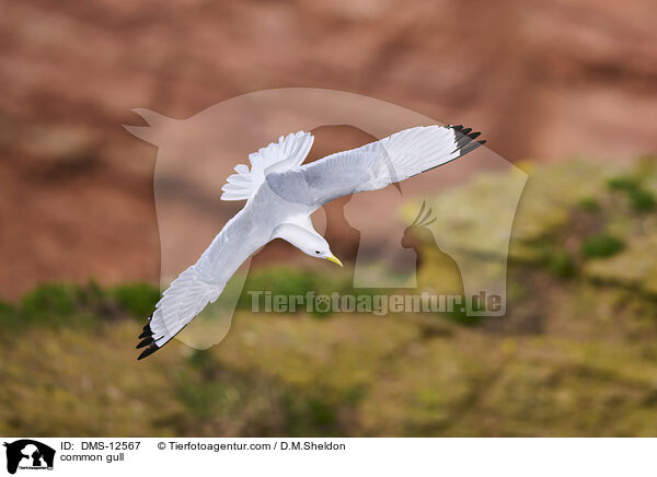 Sturmmwe / common gull / DMS-12567