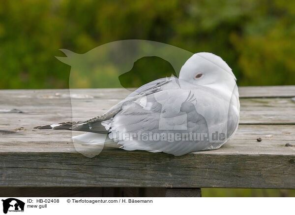 Sturmmwe / mew gull / HB-02408