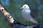 common gull