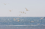 common gulls