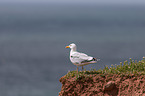 common gull