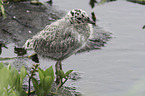 common gull