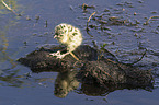 common gull chick