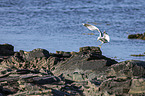 common gull