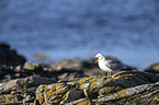 common gull