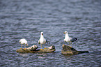 common gulls