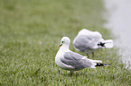 common gulls