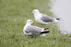 common gulls