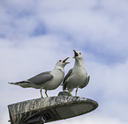 Common Gull