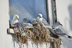 Common Gull