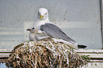 Common Gull