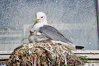 Common Gull