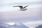 flying Common Gull