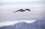 flying Common Gull