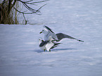 common gulls