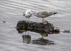 common gulls