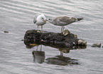 common gulls