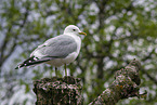 common gull