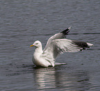 common gull