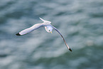 common gull