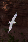 common gull