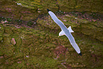 common gull