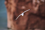 common gull