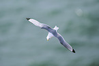 common gull