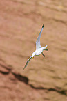 common gull