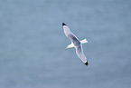 common gull
