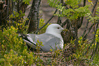 mew gull