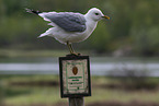 mew gull