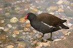 Moorhen