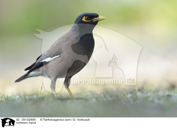 common myna / DV-02899