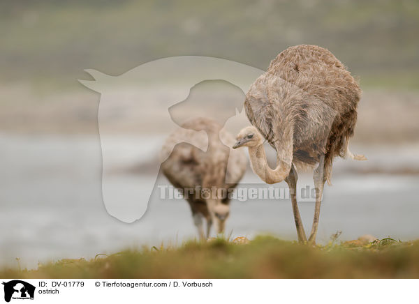 Afrikanische Strau / ostrich / DV-01779